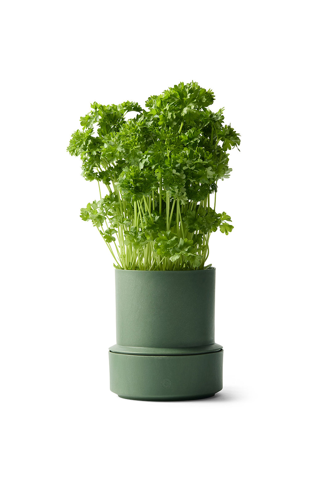 Parsley